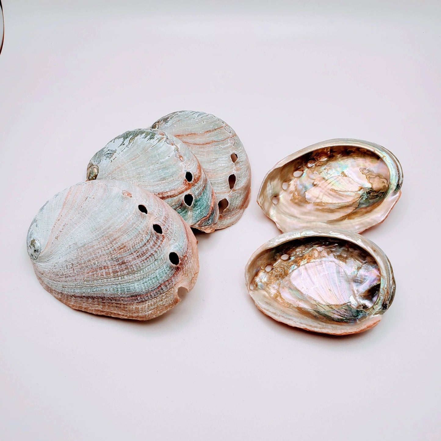 Abalone Sea Shell: beauty, life, flow, love | for burning sage, incense, display, holding jewelry etc.